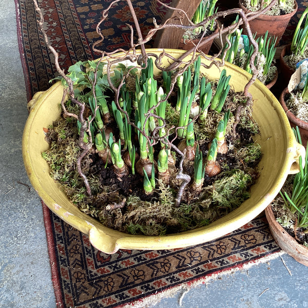 Dairy planted bowl el23