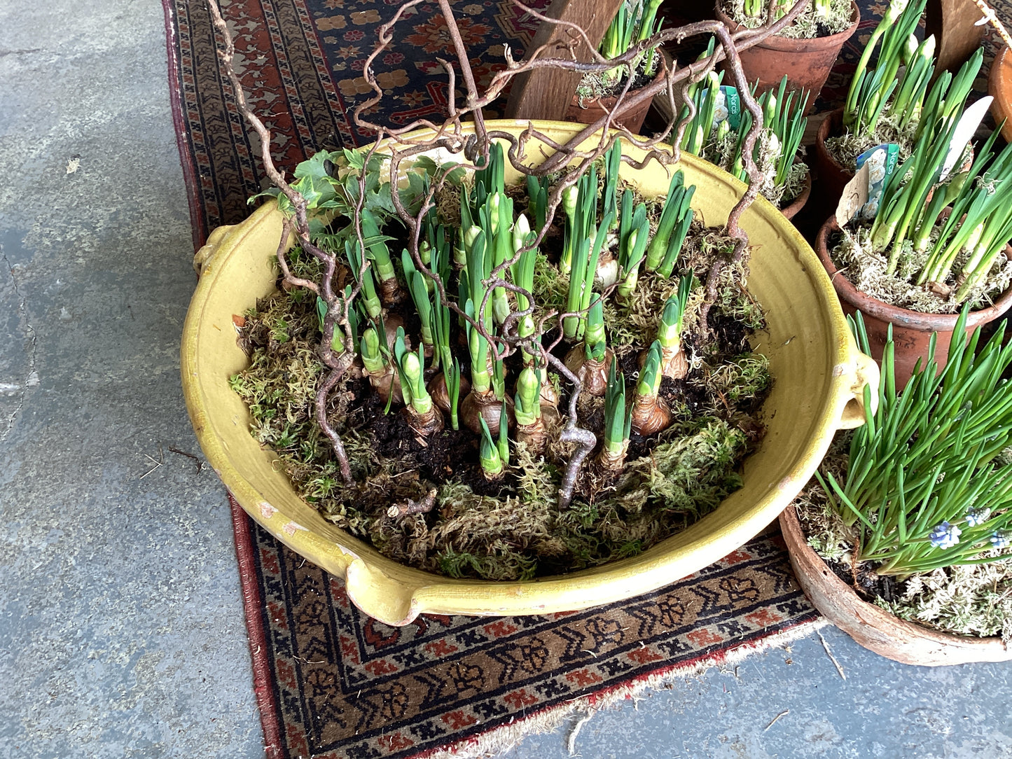 Dairy planted bowl el23