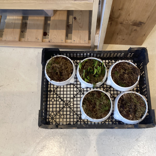 EL11 Planted soup French bowls