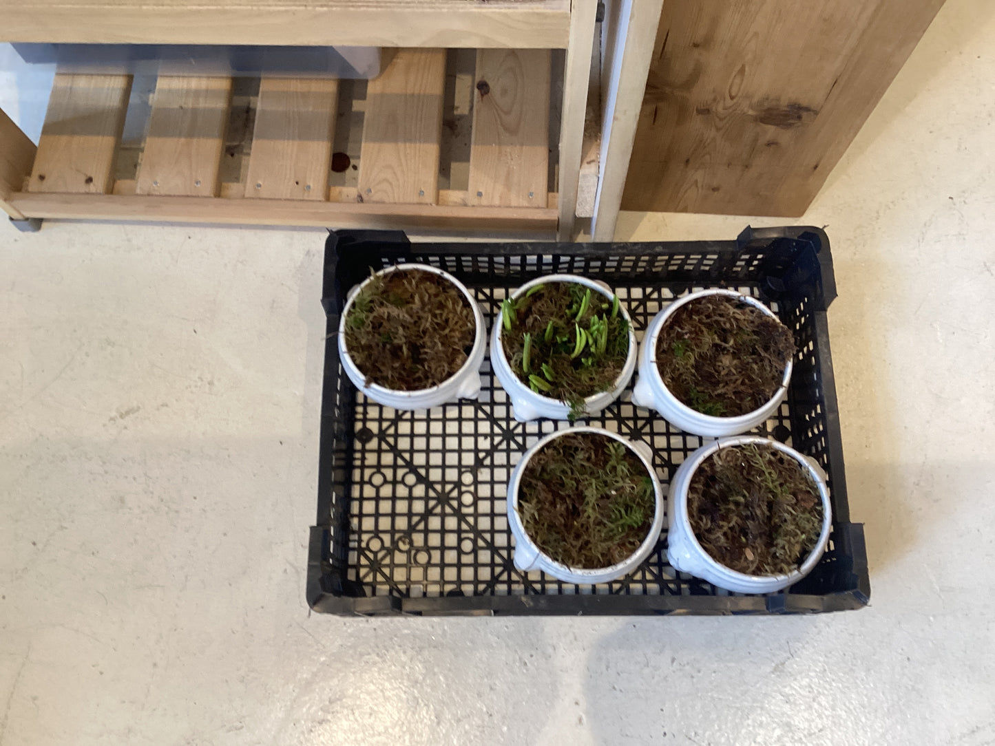 EL11 Planted soup French bowls